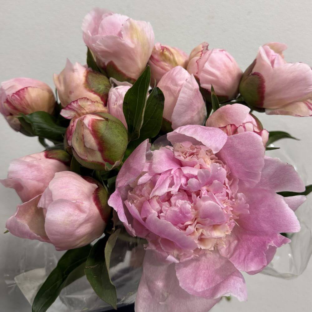 Peony Fairy Petticoat