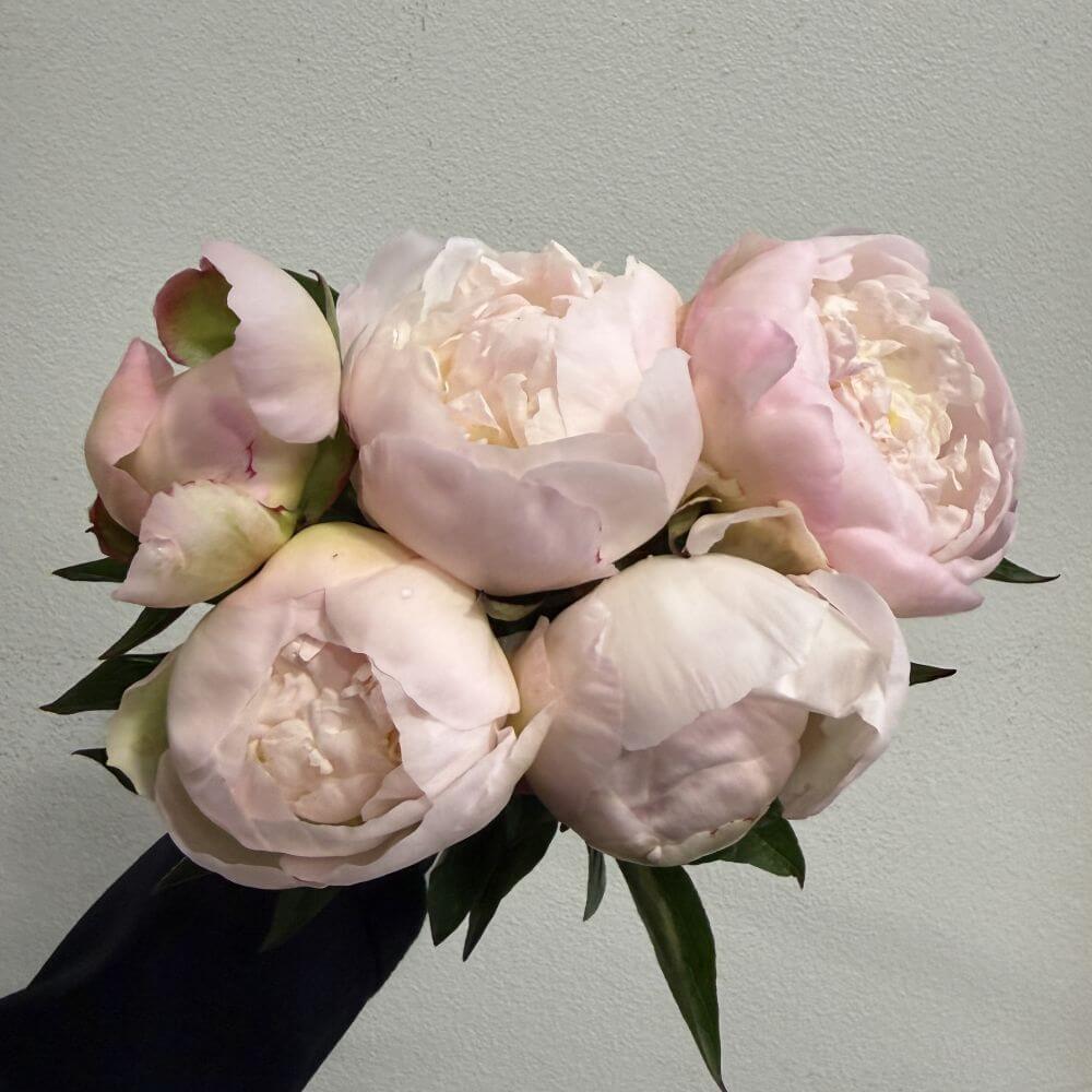 Peony Florence Nicholls