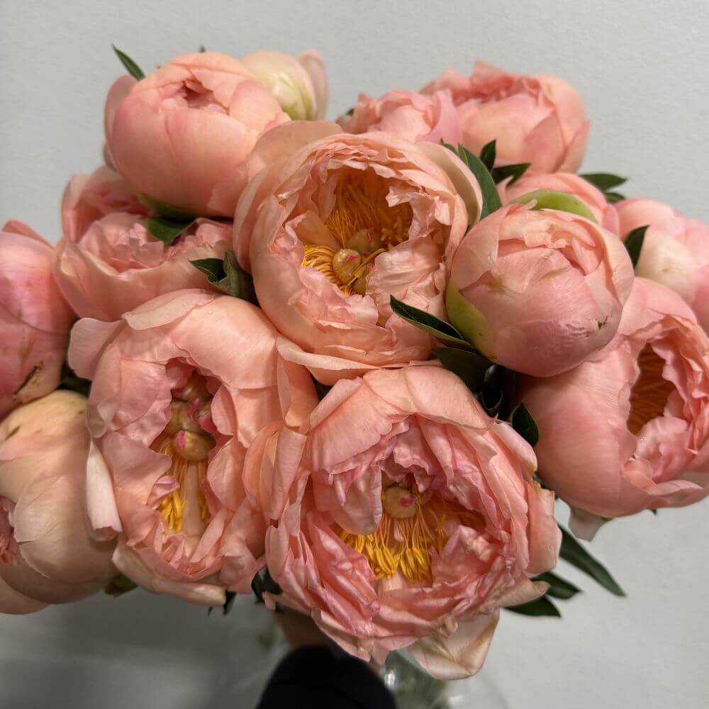 Peony Kings Day