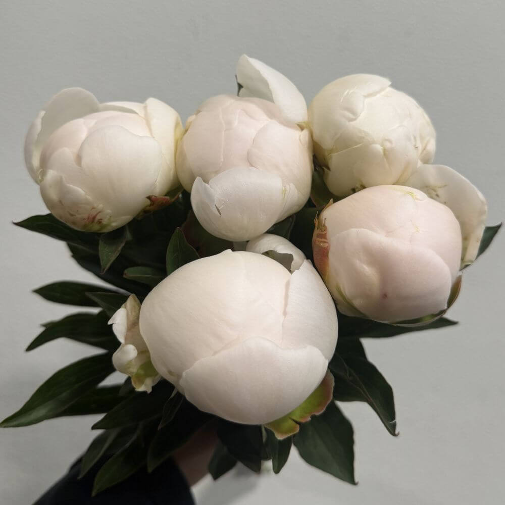 Peony Madame Claude Tain