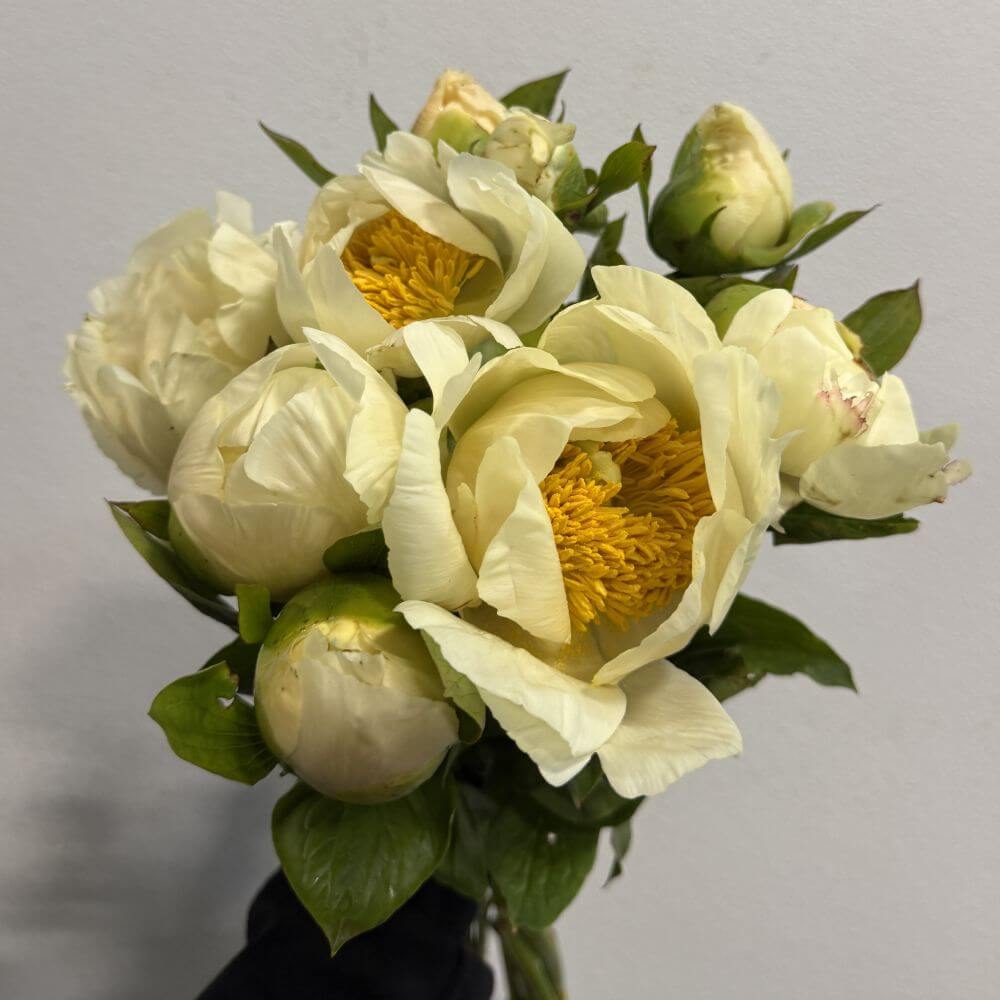 Peony Moonrise