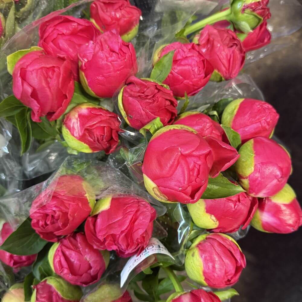 Peony Paula Fay