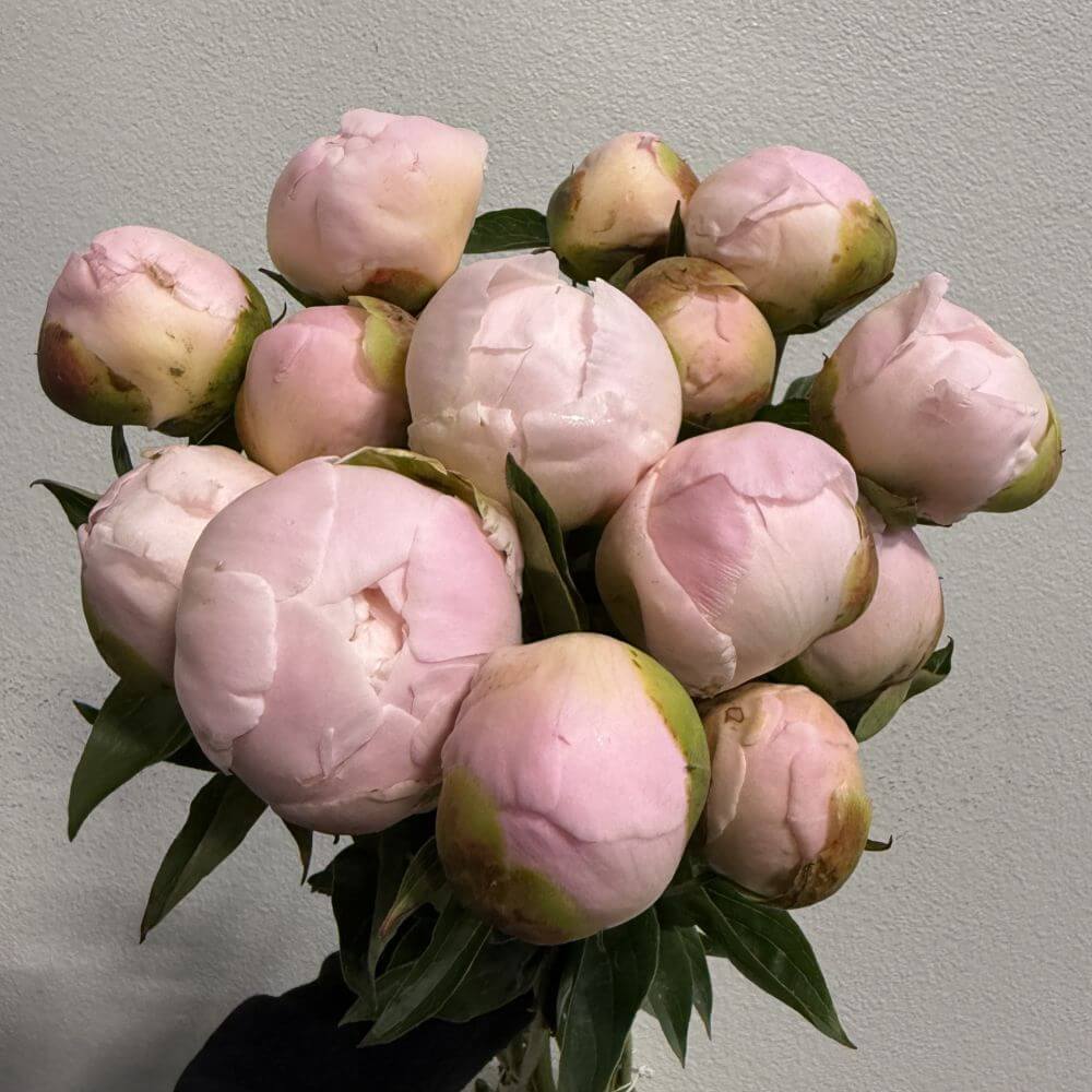 Peony Princess Bride