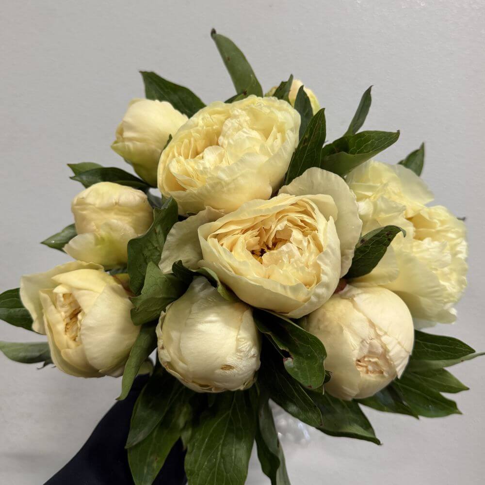 Peony Sunny Girl