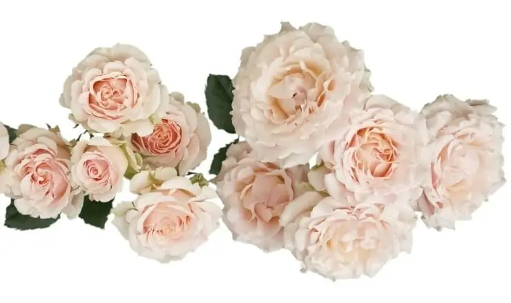 Wedding Rosever Spray point of cut