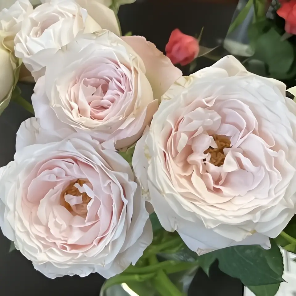 Bulk Garden Spray Roses | Wholesale Farm-Direct Packs