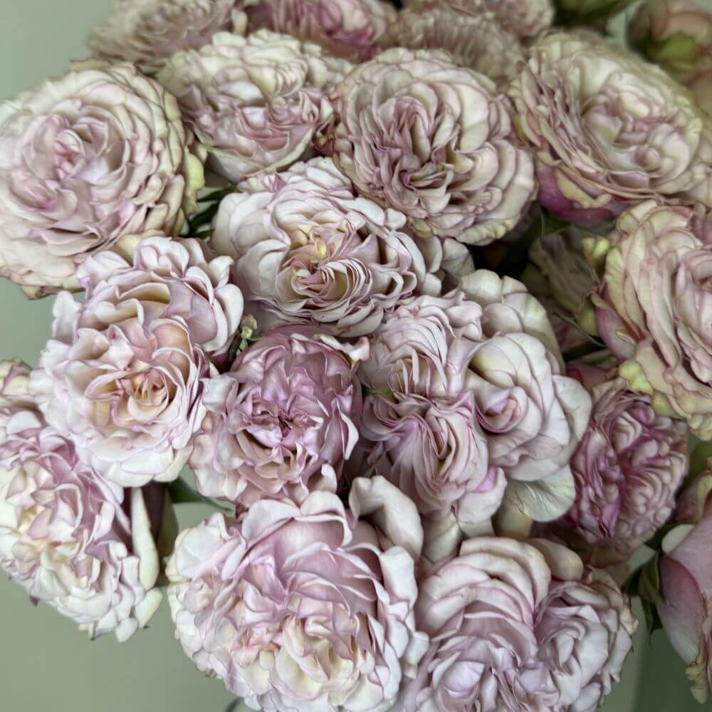 Baby Flow Garden Spray Roses