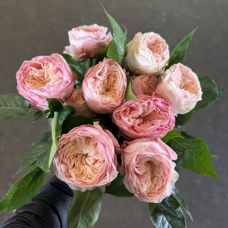 Harper Garden Roses Dutch