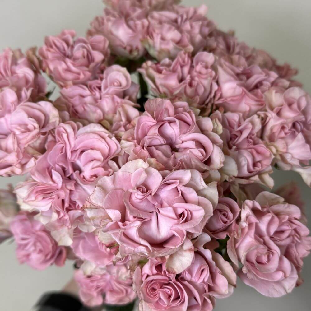Lucky Flow Garden Spray Roses.