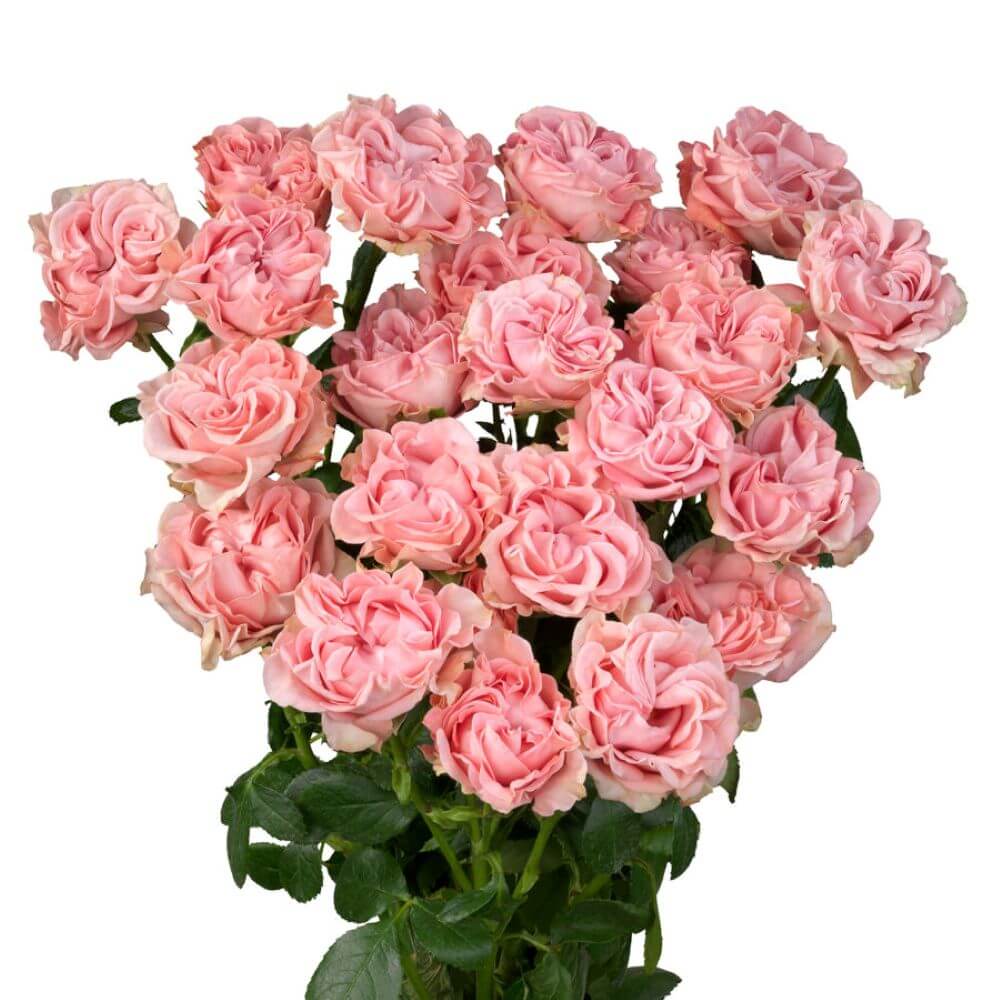Lucky Flow Spray Roses