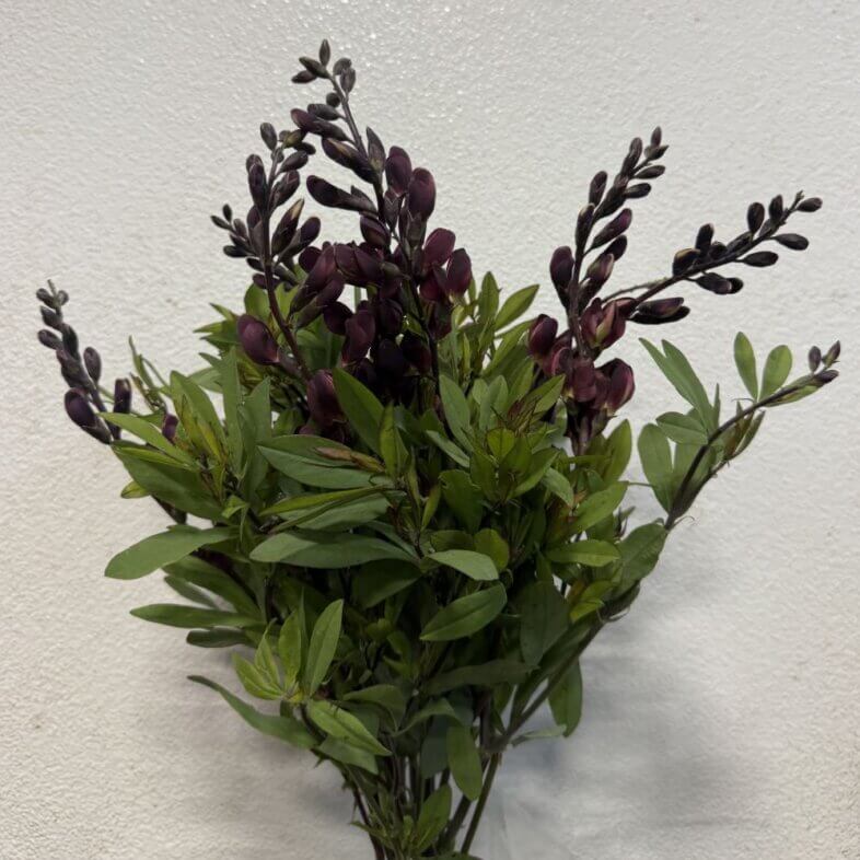 Lupine purple