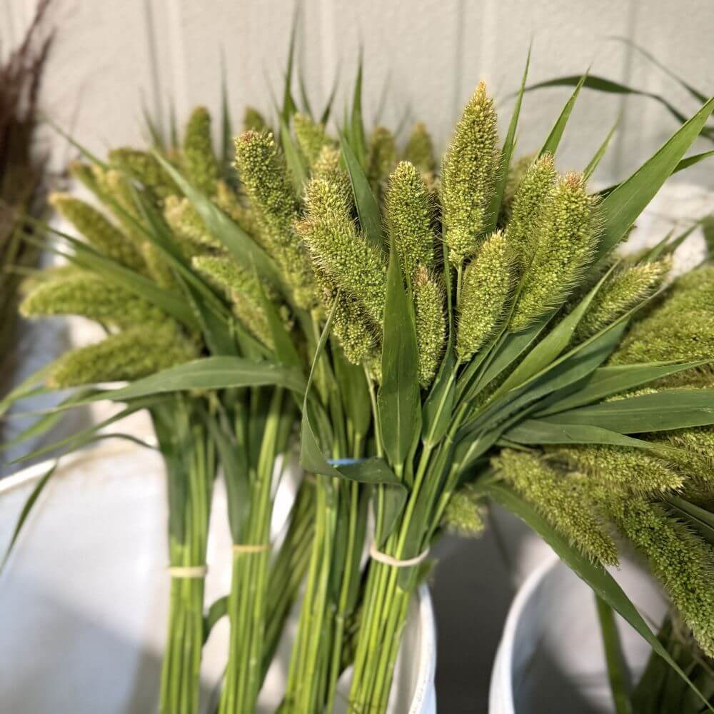 Millet Mini Green