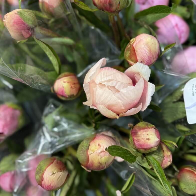 Peony Athena