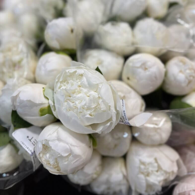 Peony Edens Temptation