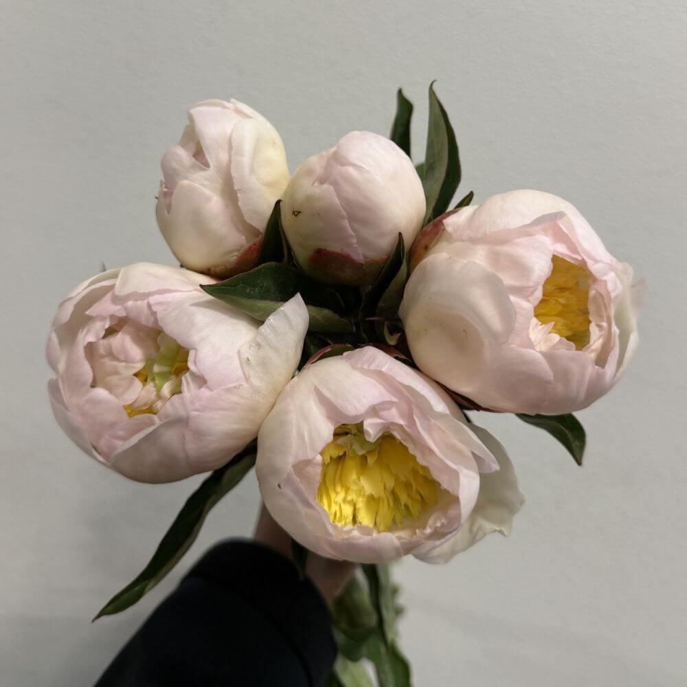 Peony Honey Gold