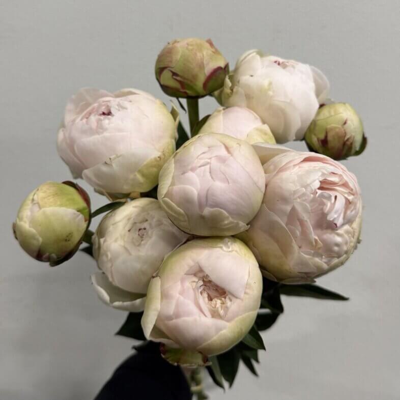 Peony Ivory Victory