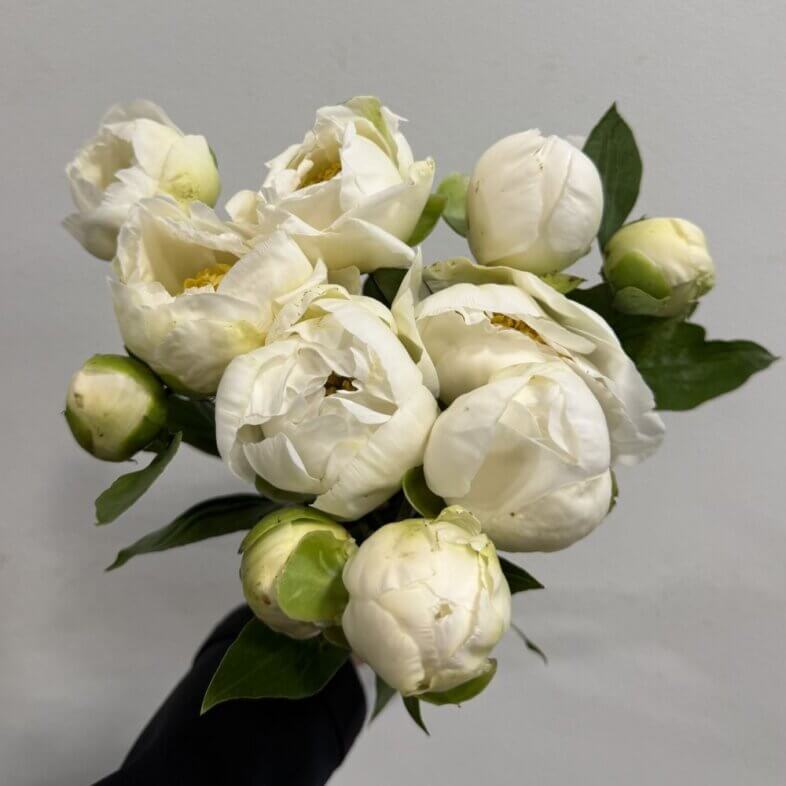Peony Jan V Leewen