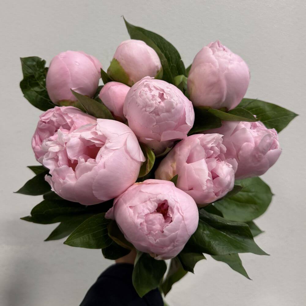 Peony Pink Vanguard