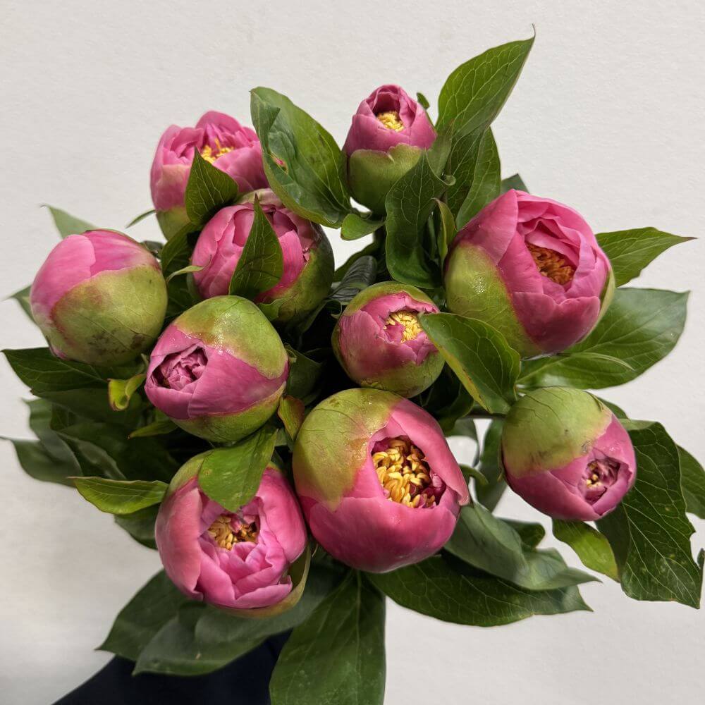 Peony Sorbonne