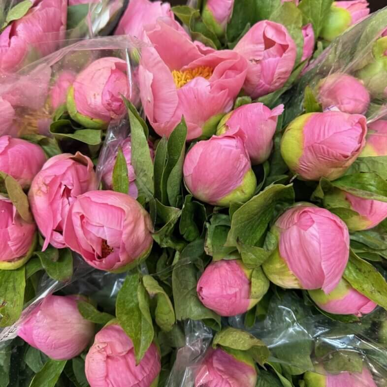 Peony Sugar N Spice