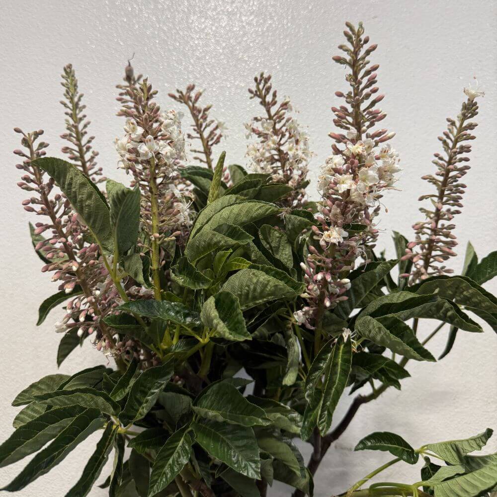 Pepperbush