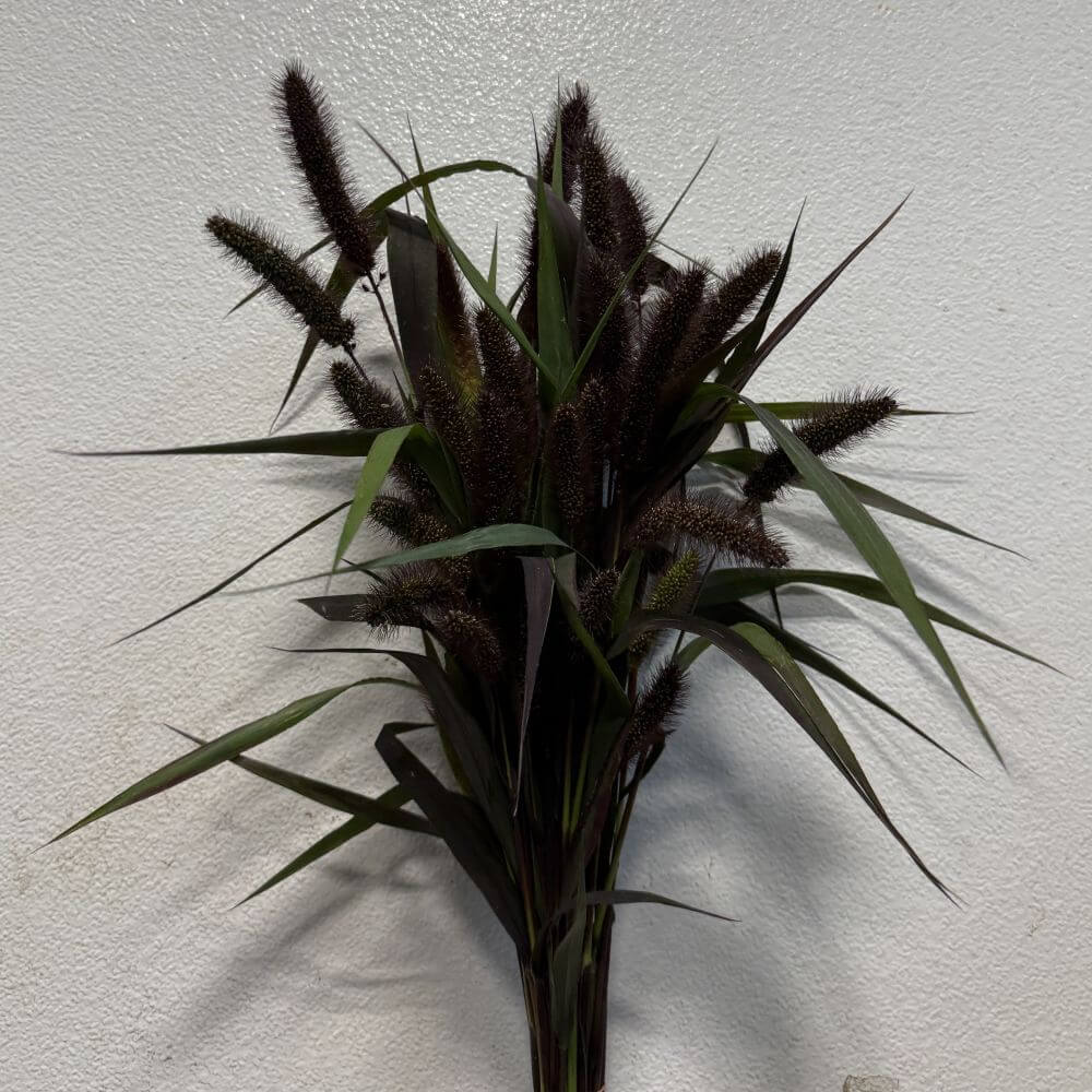 Red Mini Millet