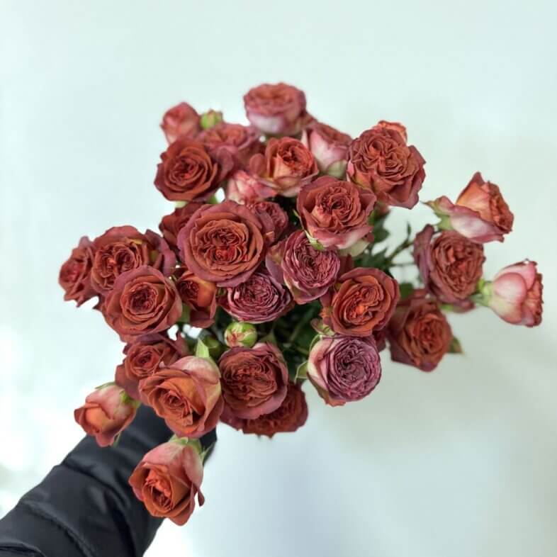 Alma Coffee spray roses