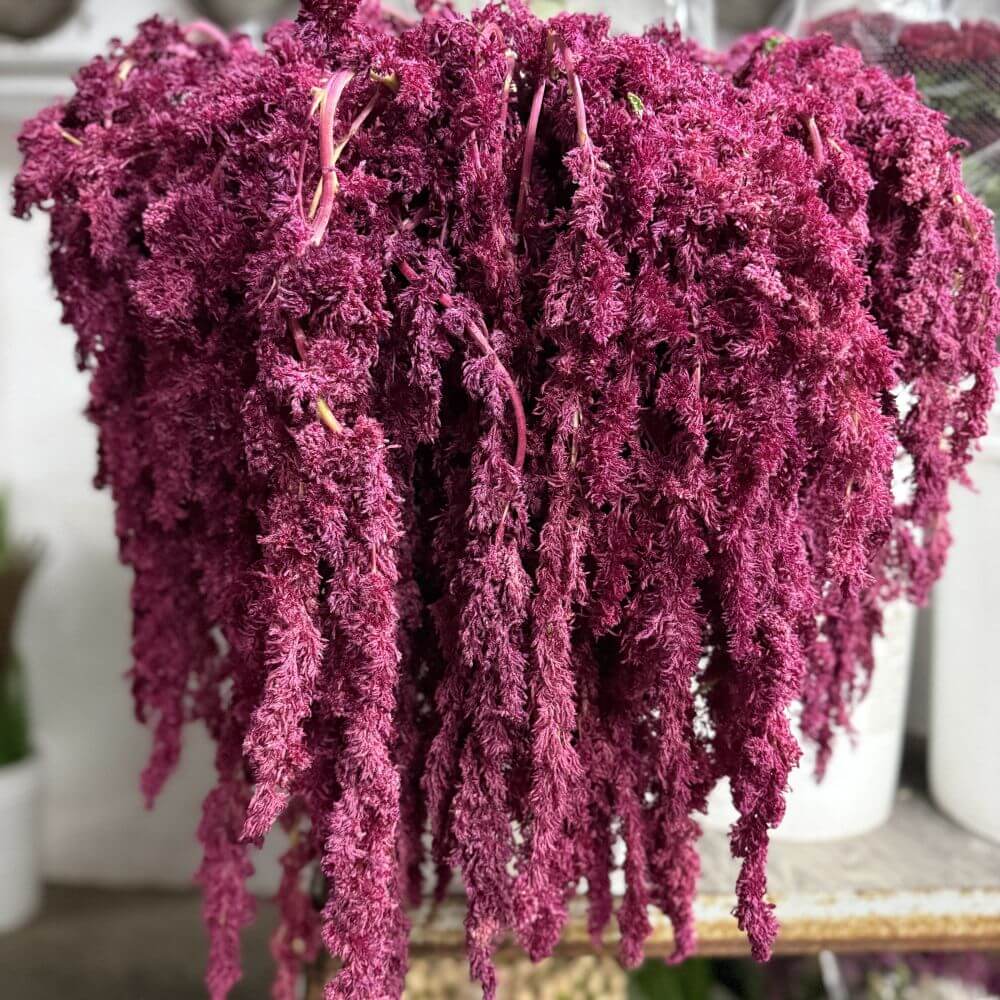 Amaranthus hanging red spider
