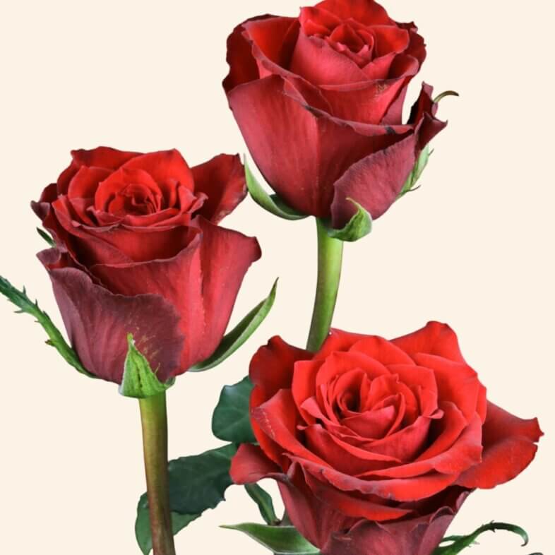 Born Free Roses