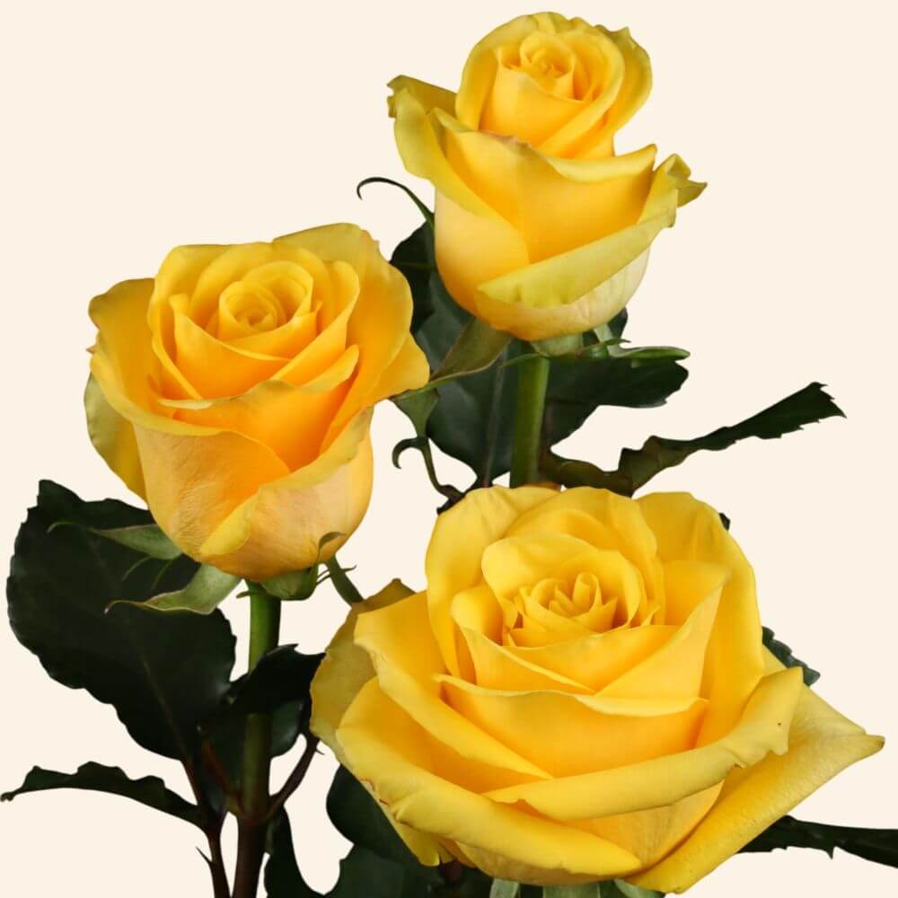 Bumblebee Roses