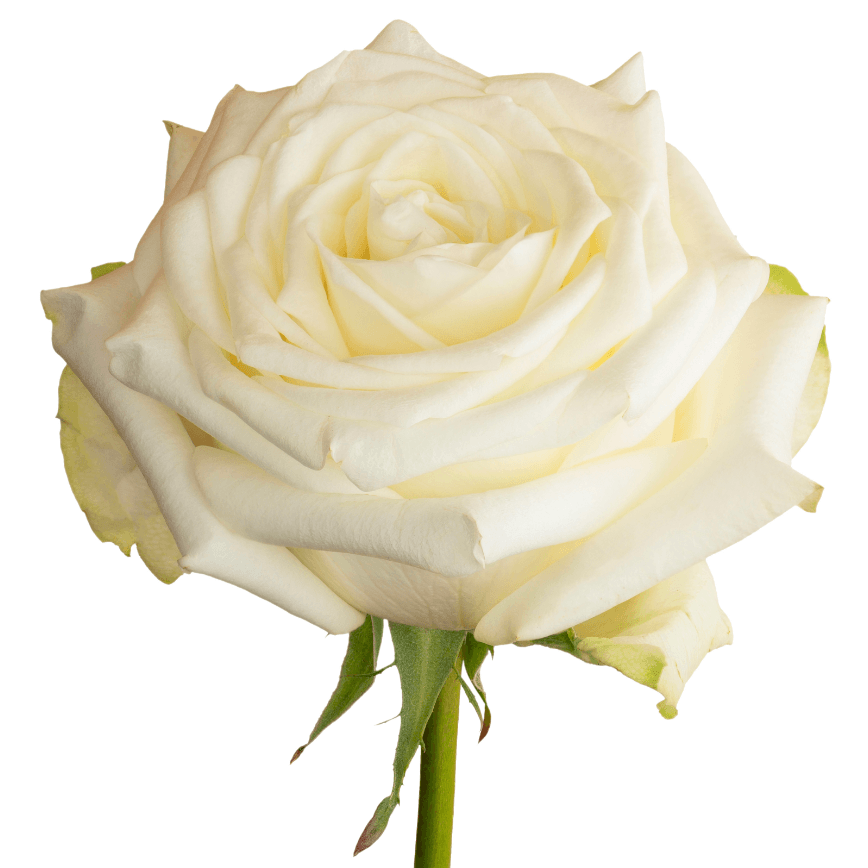 Candlelight Roses