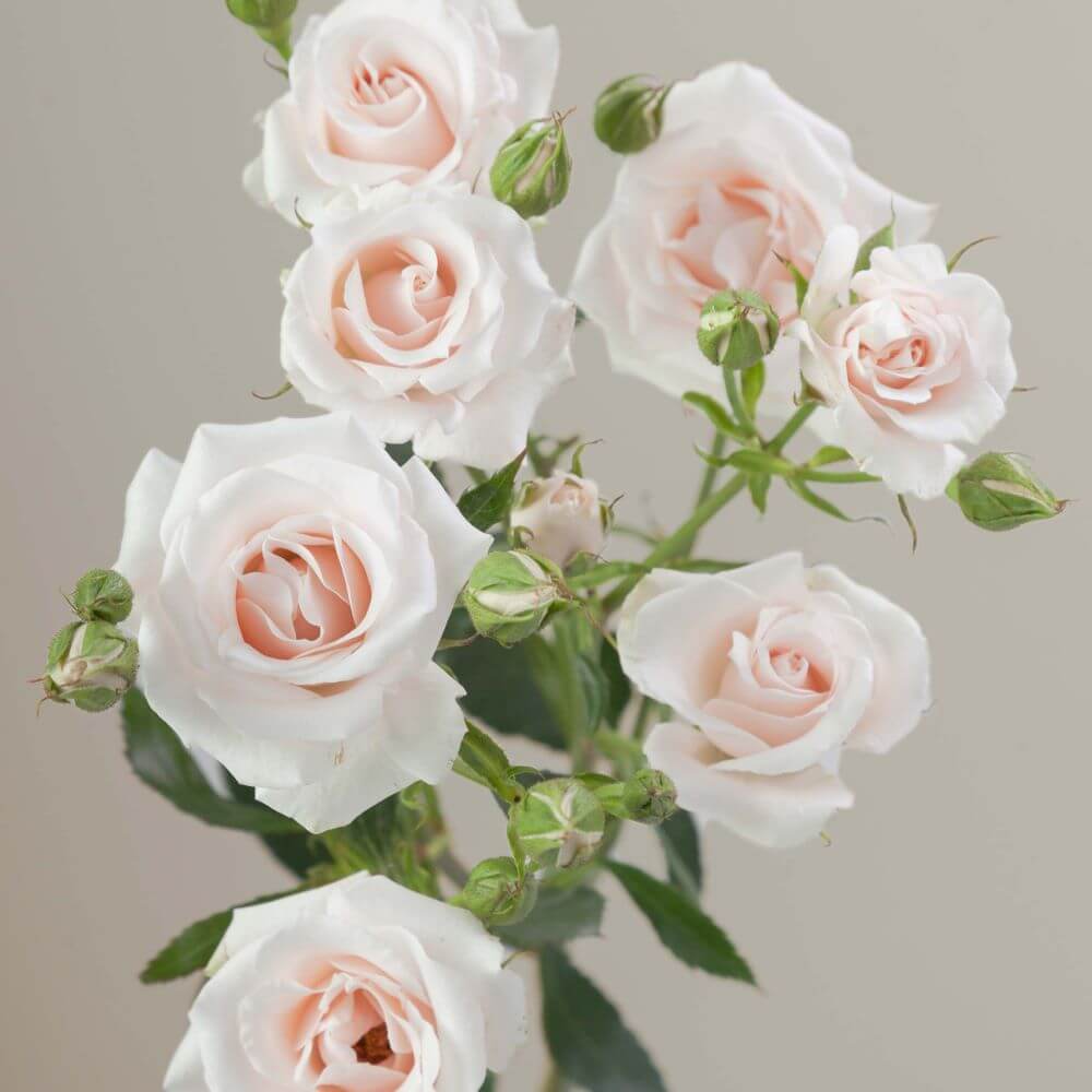 Champagne Majolika Spray Roses
