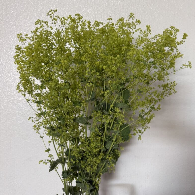 Ladies Mantle