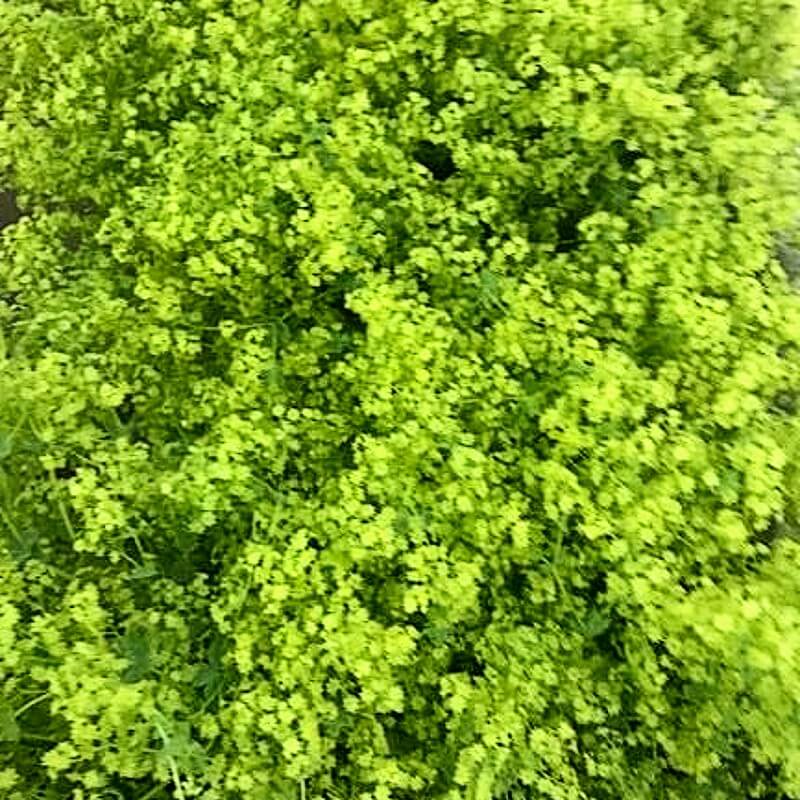 Ladies Mantle