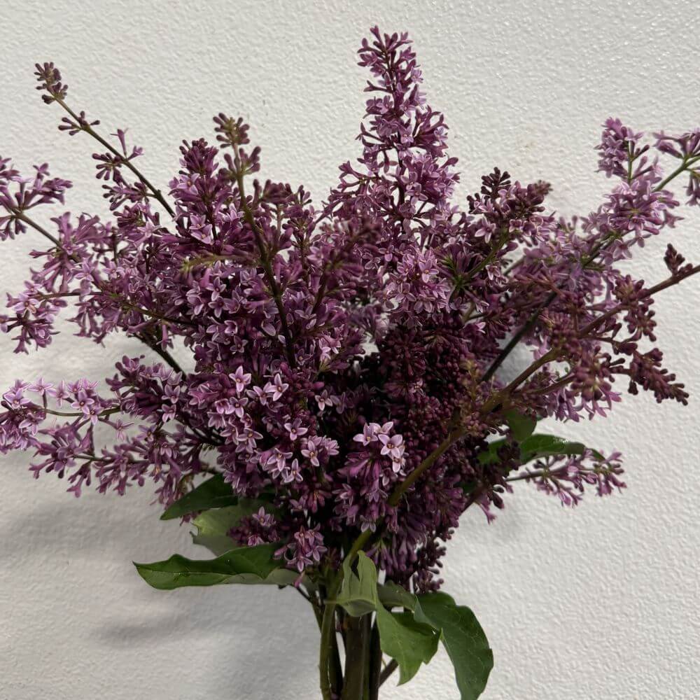 Lilac Korean Purple