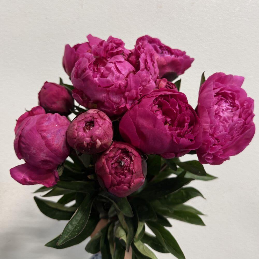 Peony Avis Varner