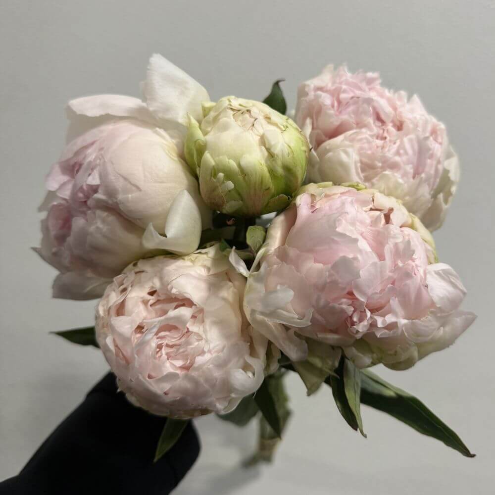 Peony Brother Chuck