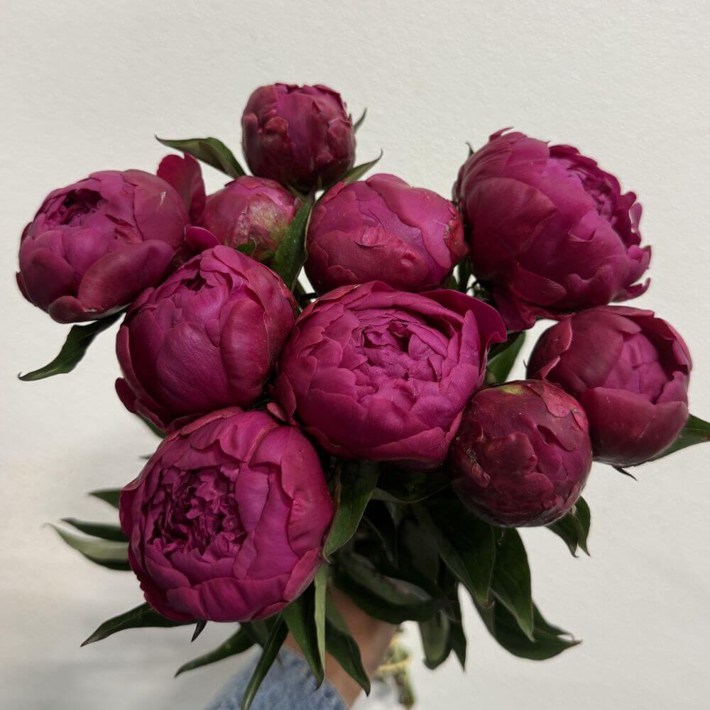 Peony Kansas