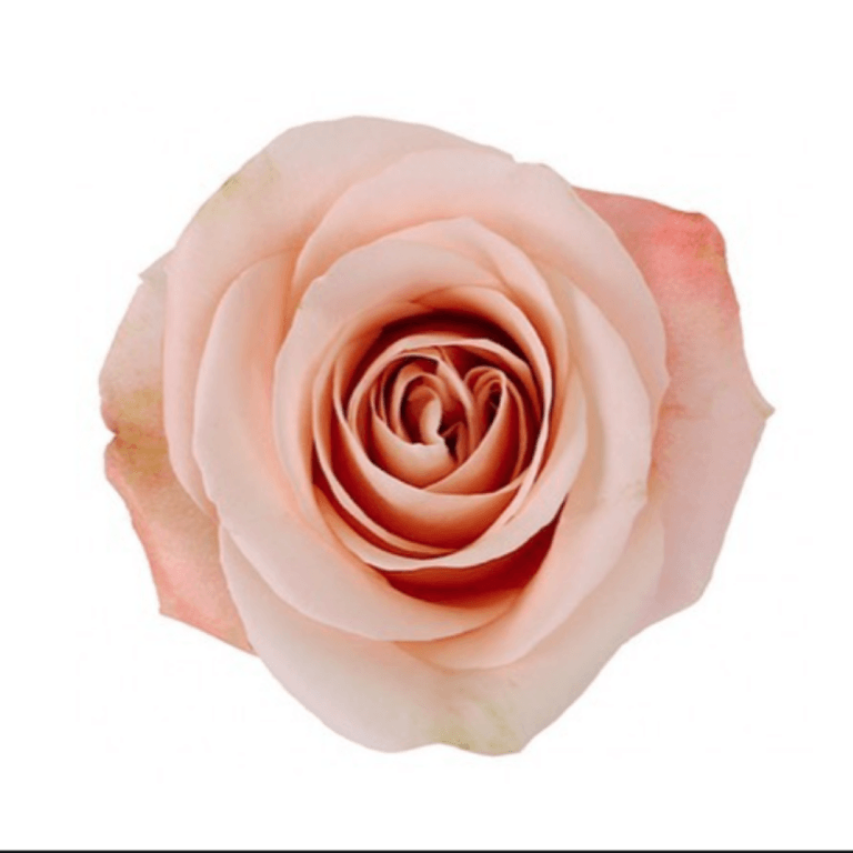 Ocean Mist Roses Shop | Fabulous Florals