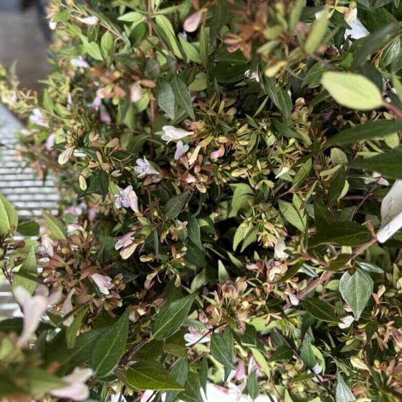 Abelia Grandiflora