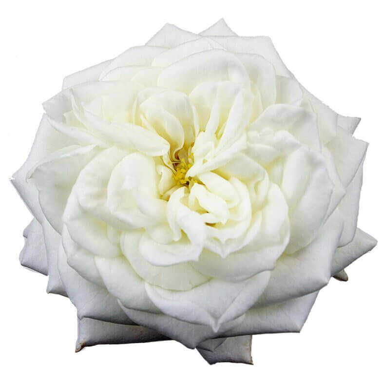Alabaster-Garden-Roses.jpg