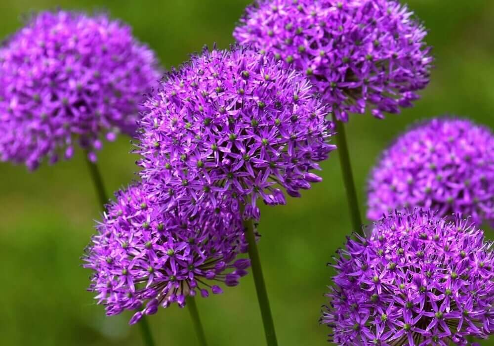 close-up of allium flowers in bloom