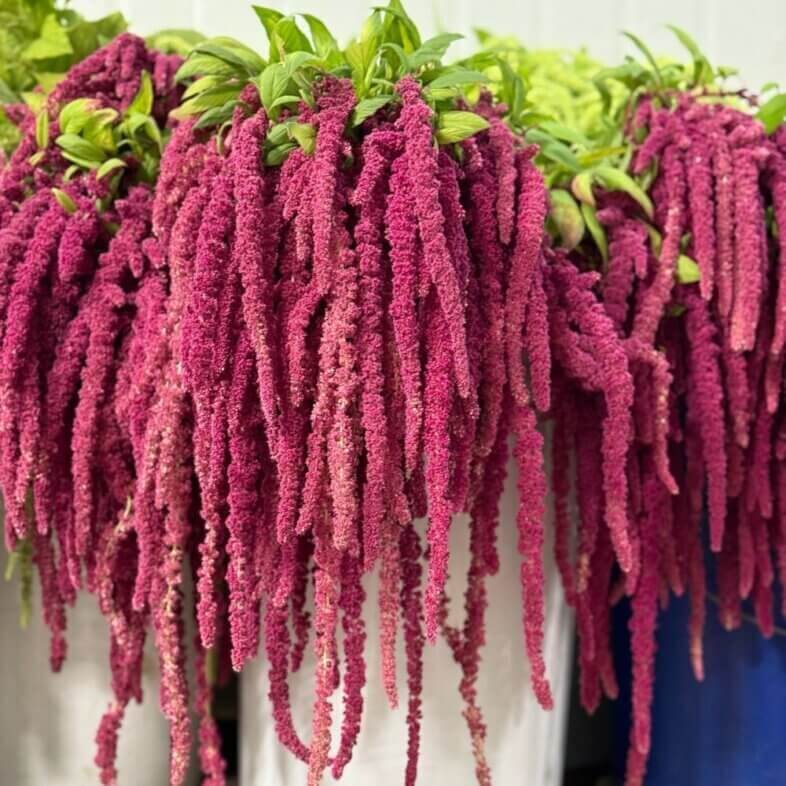 Amaranthus hanging red