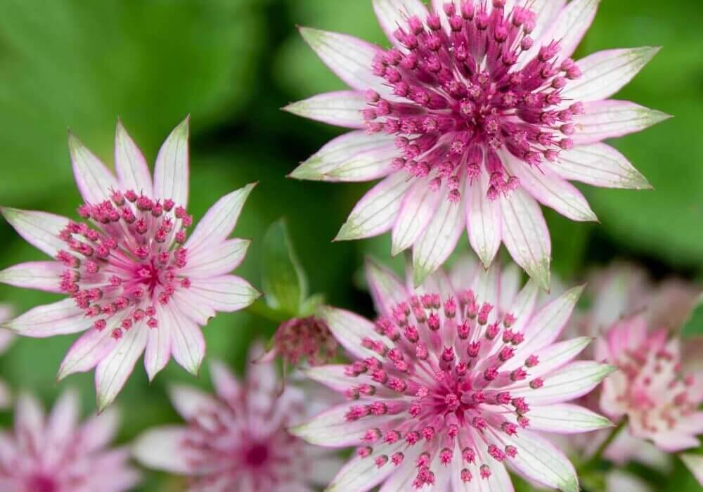 close-up of wholesale pink Astrantia