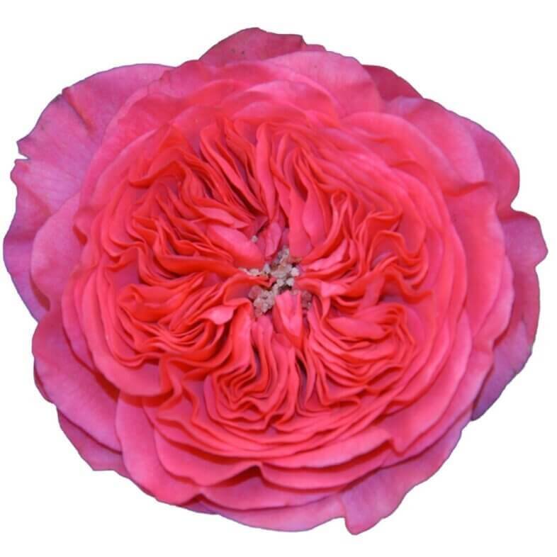 Baronesse-Garden-Roses.jpg