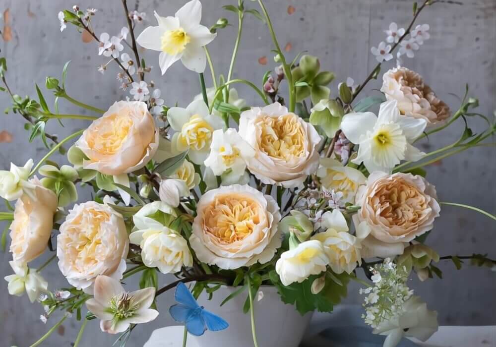 Beatrice David Austin Wedding Roses in full bloom