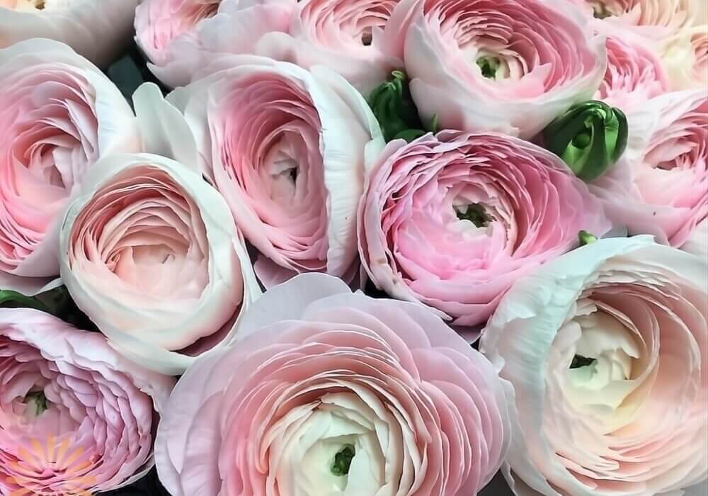 close-up of romantic ranunculus flowers for valentine's day