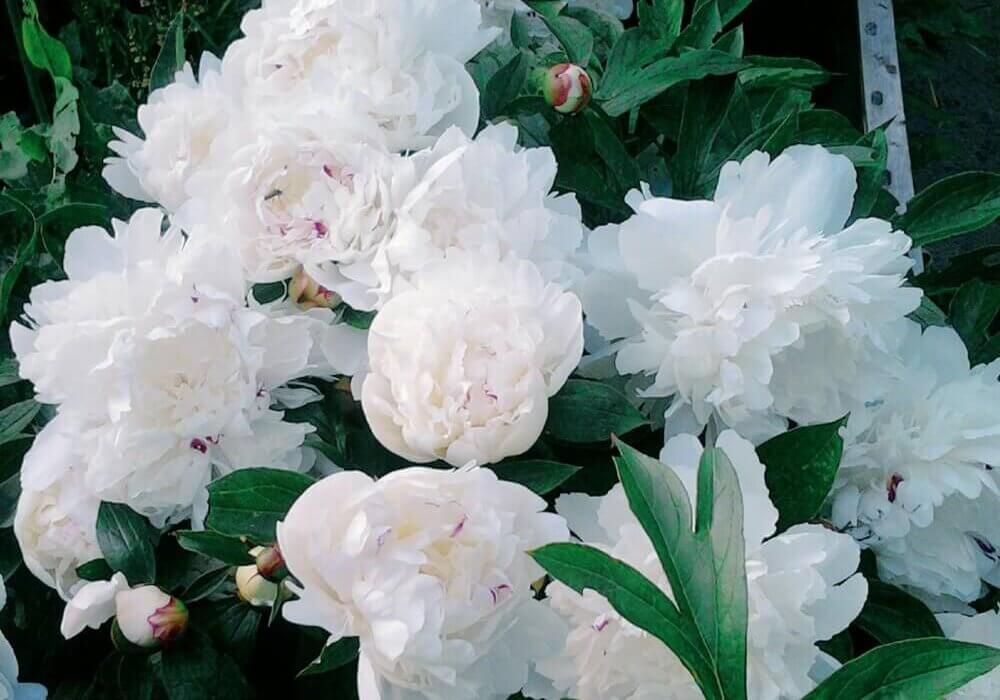 close-up of imported wholesale white peonies