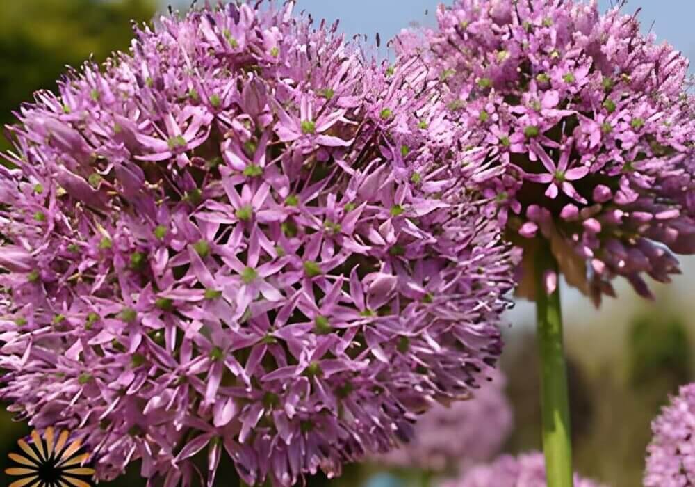 close-up photo of wholesale allium flowers