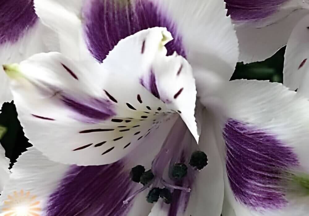 close-up of wholesale alstroemeria flower